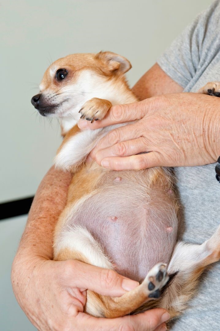 Pregnant dog